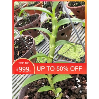 (FREESHIP) CHẬU Phi điệp ÁM CỔ VĂN GIANG, hoa cực đẹp, hiếm, ki to khỏe, ki dài 20-25 cm , giống mô