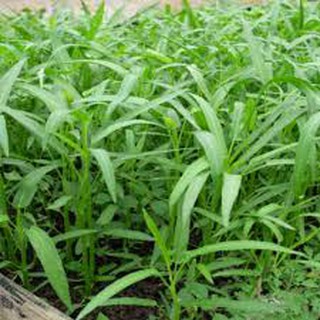 50gram hạt giống rau muống lá tre