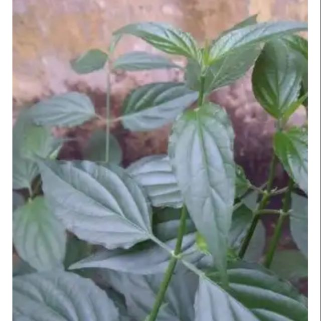 5 Cây rau mảnh cộng