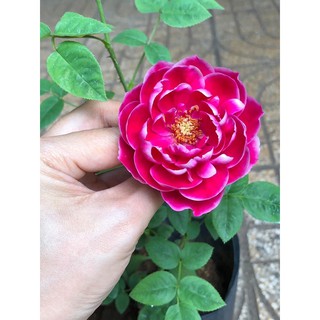 hoa hồng marie 3D