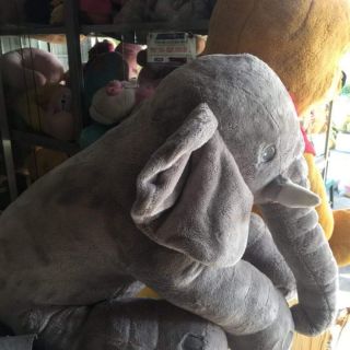 Voi size lớn