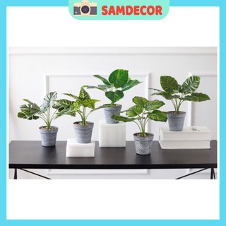 Chậu cây giả trang trí, phụ kiện chụp ảnh, trang trí bàn làm việc, trang trí phòng..