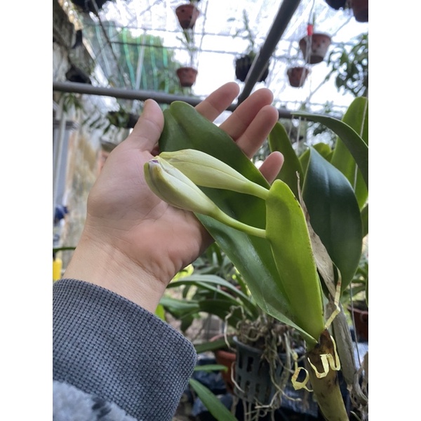 CATTLEYA ĐANG MÈO SẴN - HOA TO NHƯ CÁI BÁT