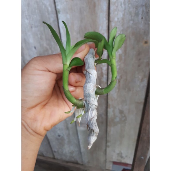 Phi điệp hòa bình ươm tự nhiên