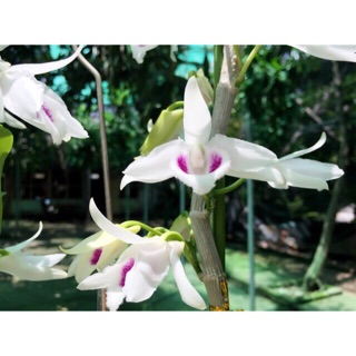 Hoa lan phi điệp 5ct thái lan cây giống 4-6cm