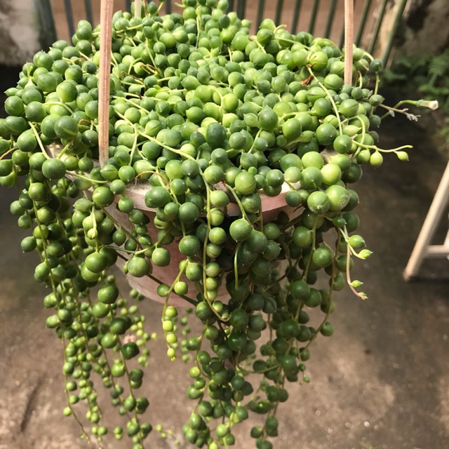 Chuỗi trân châu, chuỗi bi