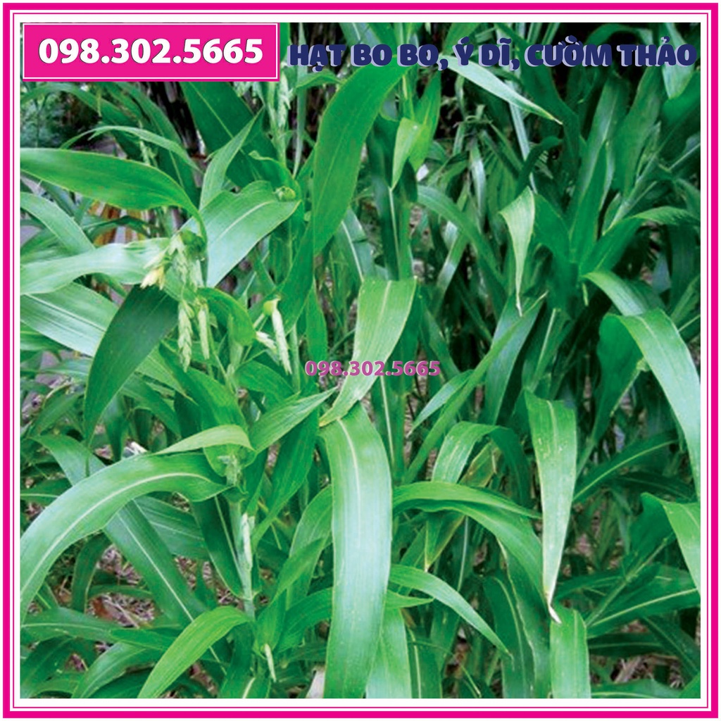 100g Hạt giống Cây Bo bo Cây Ý Dĩ Cườm Thảo - dùng cho chăn nuôi gia súc, gia cầm, thiên cầm