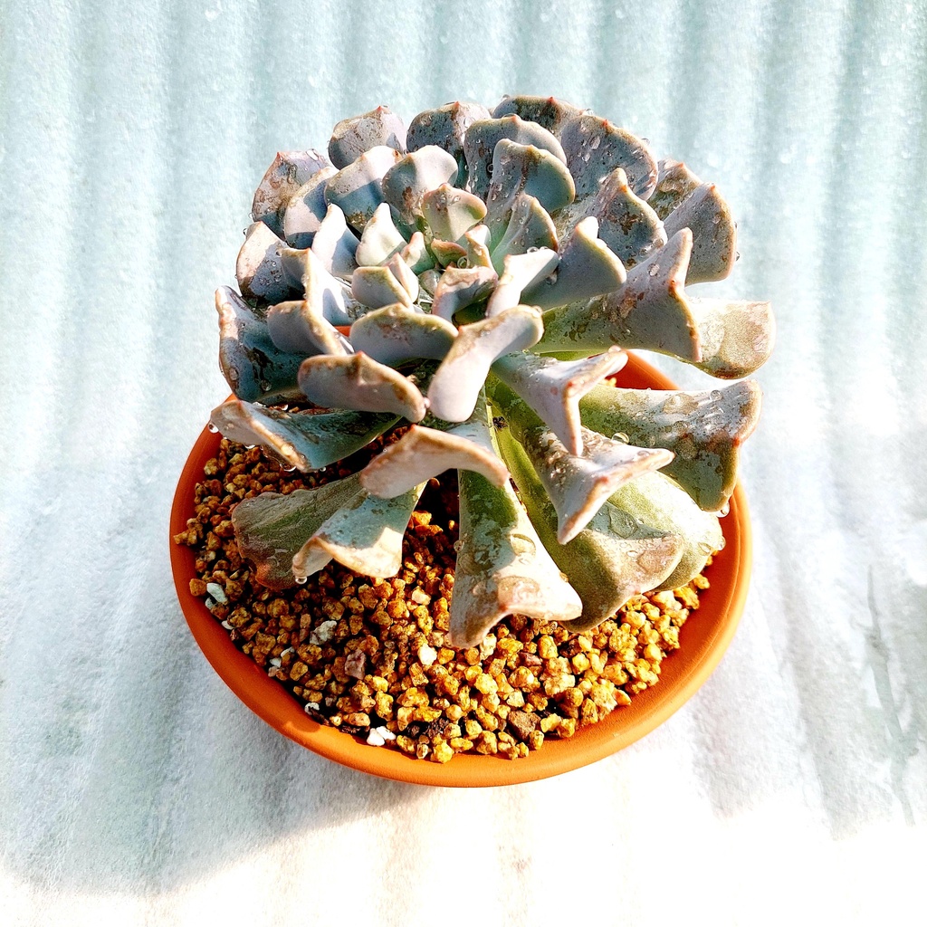 Chậu đất nung, Chậu sen đá - Miệng bèo 168, miệng chậu 16cm, chiều cao 8cm