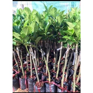 CÂY GIỐNG XOÀI NGỌC VÂN (XOÀI TÍM ĐÀI LOAN)