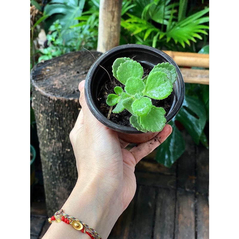 Cây giống Plectranthus amboinicus Cuban Oregano (Kinh Giới Cu Ba) (Lá Có Mùi Rất Thơm) chậu nhựa 8cm