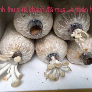 Phôi nấm bào ngư xám