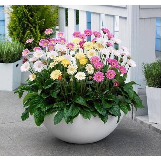 Hạt giống hoa Đồng Tiền Mix
