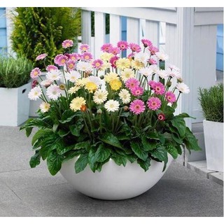 Hạt giống hoa Đồng Tiền Mix
