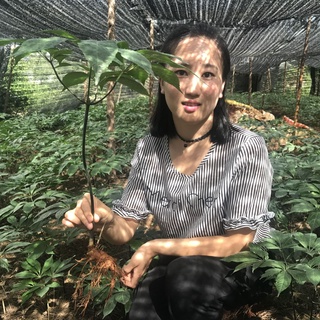 Củ Tam Thất Bắc 200 Gram