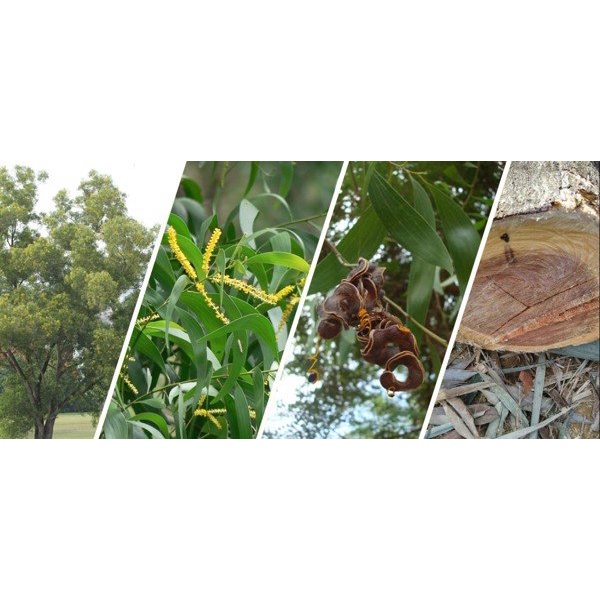 cây giống Keo Lá Tràm (tràm bông vàng)