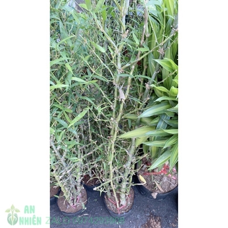 Bụi Trúc Quan Âm