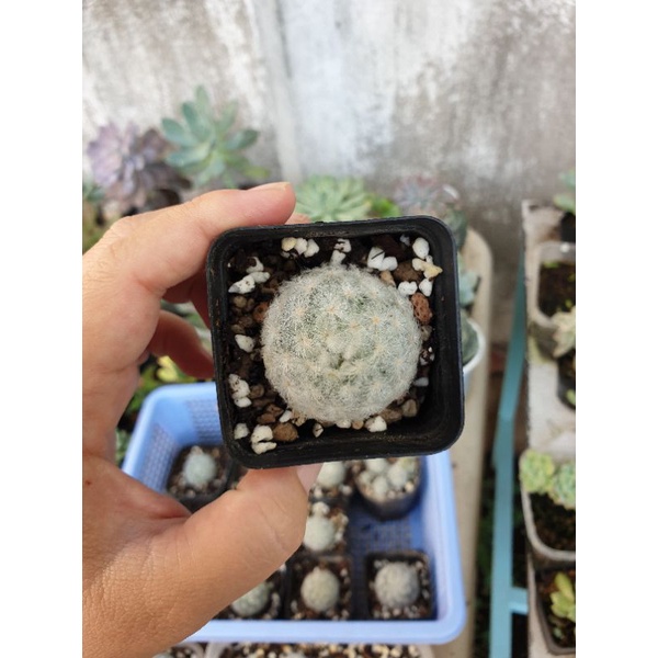 Xương rồng mami Plumosa lông trắng mềm mại, size 3cm