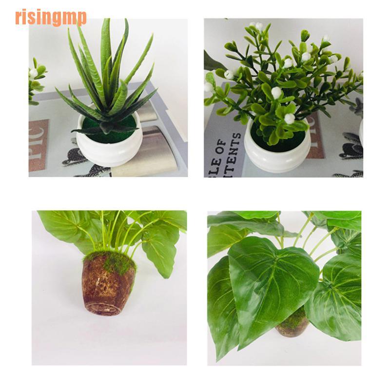 Chậu Cây Mini Trang Trí Nhà Cửa