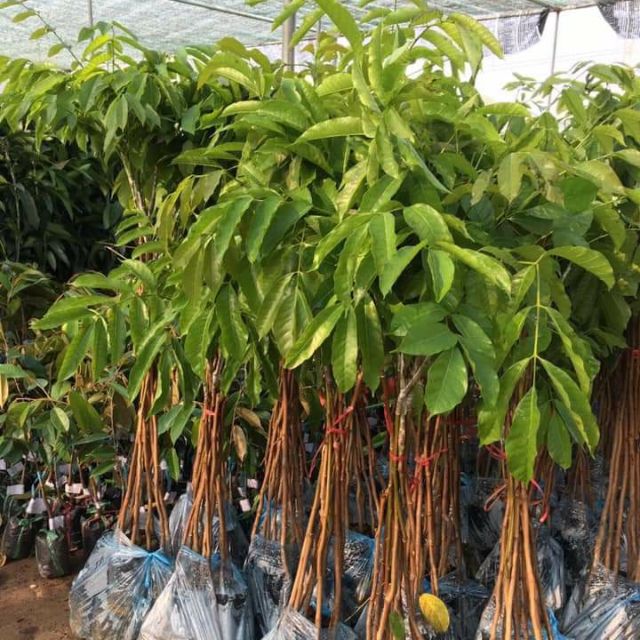Cây giống Trám