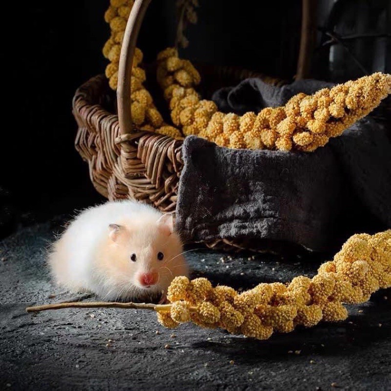 Kê chùm cho Hamster