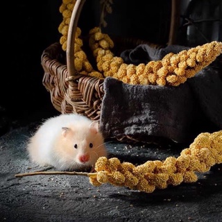 Kê chùm cho Hamster