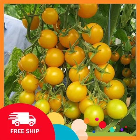 20 Hạt giống Cà chua cherry vàng (tặng gói Kích nẩy mầm và Hướng dẫn) KHUYẾN MẠI TRONG NGAY
