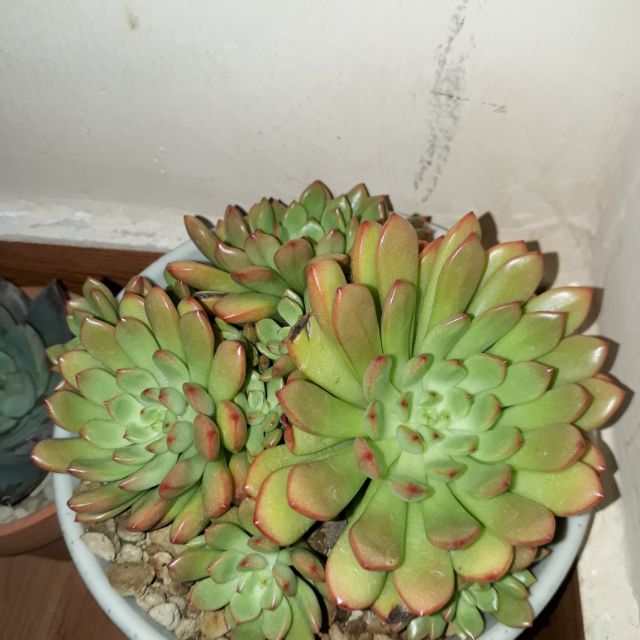 Mắm sò sac hoa na ki khong ga hi ha ho he ghe ta ti te tua bi bu ba bua be ghi qua hu hi sa ha ba na