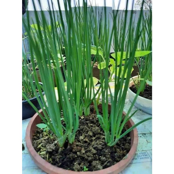 Hạt giống hành Hàn Quốc