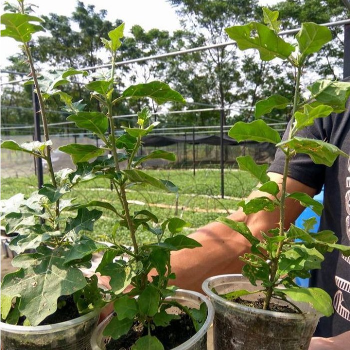 Hạt giống Cà gai leo Sadu, hạt giống thuần chủng tự nhiên (700 hạt)