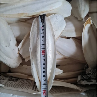 1 cái nan mực bổ sung canxi cho chim,vẹt