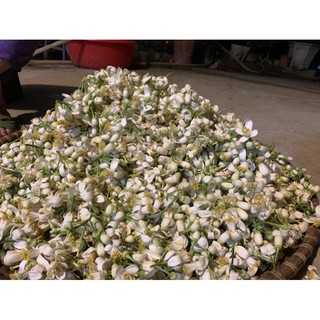 Nước cất hoa bưởi tự chưng cất 100 ml