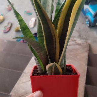 cây lưỡi hổ cao
