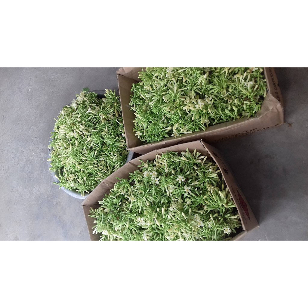 Combo Hoa đu đủ đực khô thượng hạng Bách An Khang 500gr
