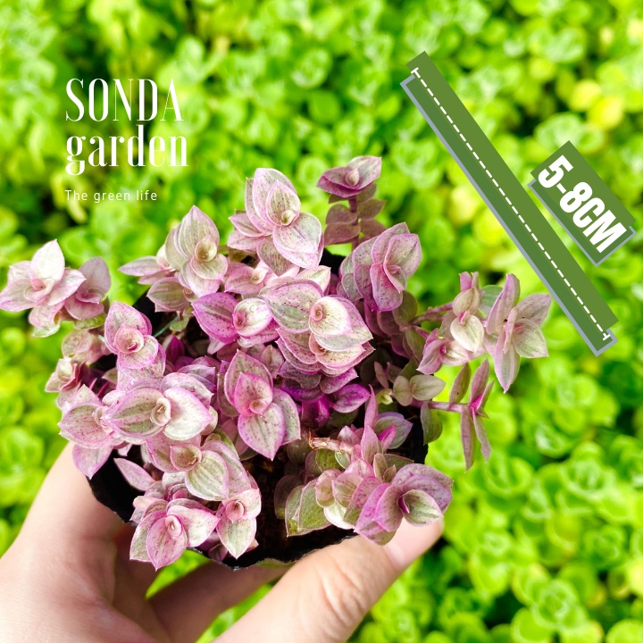 Cỏ pink lady SONDA GARDEN size bé 5-8cm, xuất xứ Đà Lạt, khoẻ đẹp, lỗi 1 đổi 1