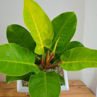 TRẦU BÀ ĐẾ VƯƠNG ( CÂY ĐẠI ĐẾ VƯƠNG)