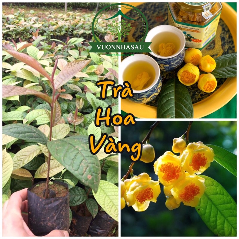 Cây giống Trà Hoa Vàng gieo hạt rễ khỏe