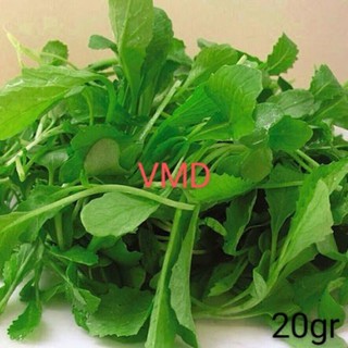 Hạt giống Cải Xanh Ăn Non