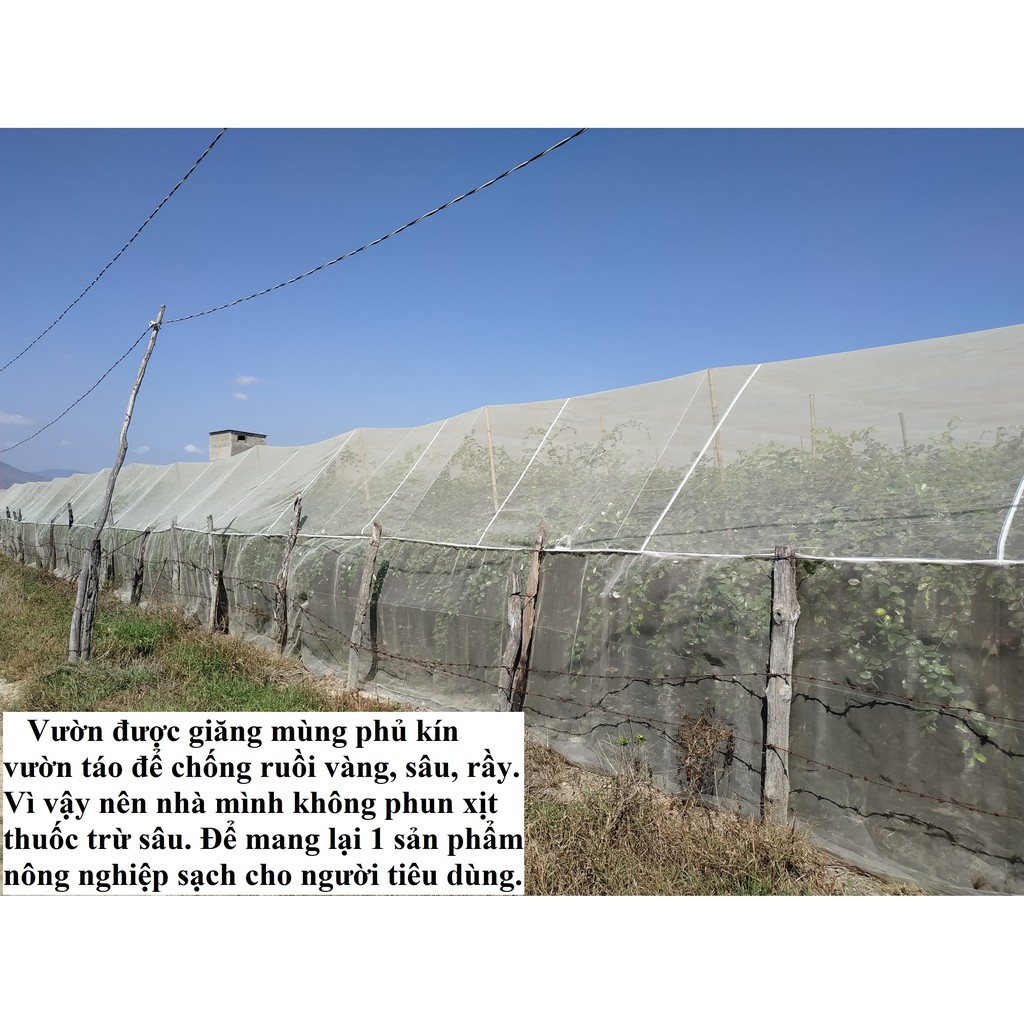 Táo Sấy - Đặc sản Phan Rang Ninh Thuận (500 gram) | BigBuy360 - bigbuy360.vn