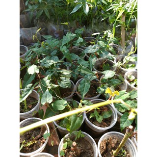 Cây Hà Thủ Ô Đỏ (Giao Đằng, Dạ Hợp)