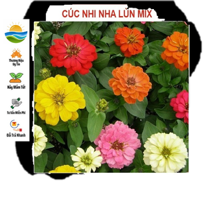 Hạt giống hoa nhi nha lùn - 50 Hạt