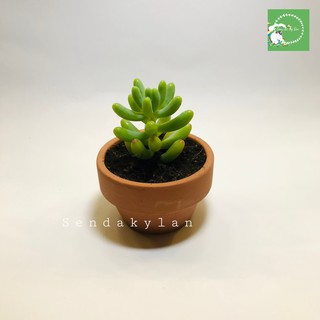 FREESHIP Terrarium 🍀Sen đá 🍀Chậu đất nung mini