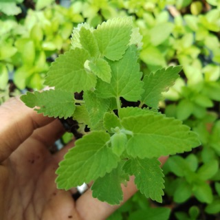 Chậu giống bạc hà mèo - dễ trồng, nhanh phát triển