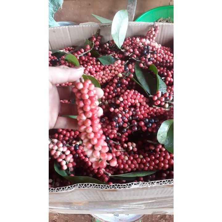 Cây Giống chòi mòi
