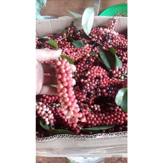 cây Giống chòi mòi ( cây ghép 18 tháng cho trái)
