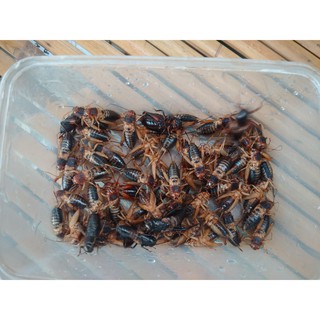 Khay trứng dế giống