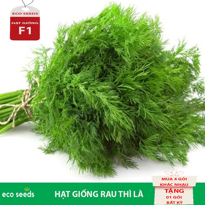 [SALE 50%] Hạt giống Rau Thì Là G3 Eco seeds KLT 20g