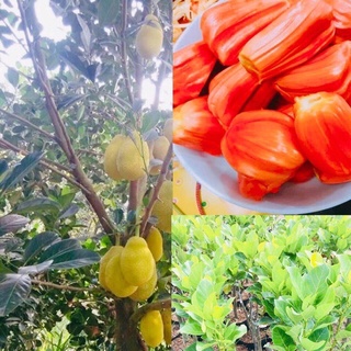 Cây giống MÍT RUỘT ĐỎ