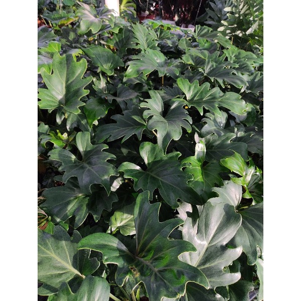 philodendron xanadu- Trầu bà chân vịt trồng chậu đen cứng, cây khoẻ sức sống tốt