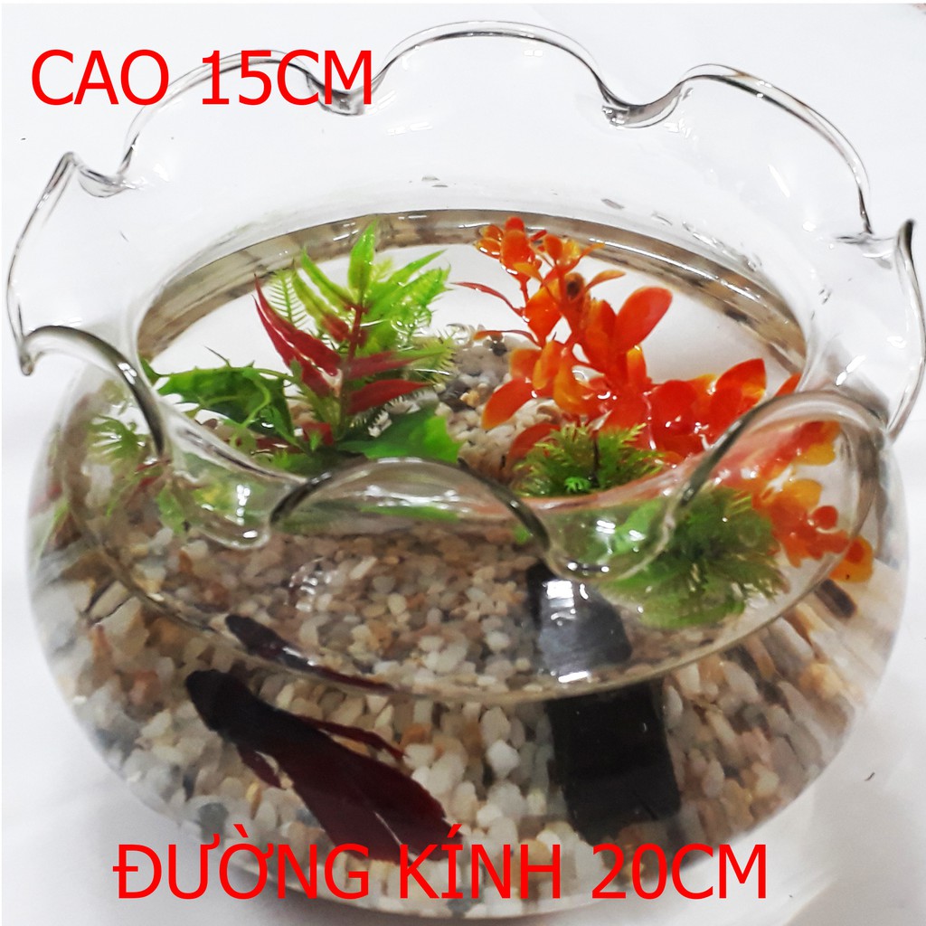 Bể Cá Mini HB2 20x15CM - Hồ Cá Để Bàn - Chậu Cá Thủy Tinh