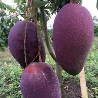 CÂY XOÀI THÁI TÍM